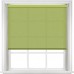 Carnival Kiwi