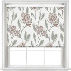 Chrysanthemum Blackout Cotswolds